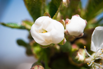 Beautiful cherry flowers. Sakura