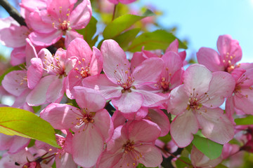 Cherry flowers or Sakura spring pink blossoms under a blue sky