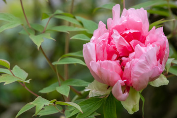 Paeonia suffruticosa Jeanne d Arc