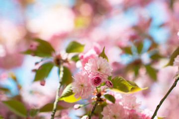 Sakura, cherry blossom, cherry tree with flowers. Oriental cherry blooming. Branch of sakura with white and rose flowers, beauty in nature, beautiful spring nature background