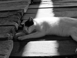 sleeping adorable cat with warm white light