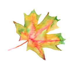 Naklejka premium Watercolor autumn leaf. Fall foliage. Autumnal design. Seasonal decorative beautiful multi-colored drawing leaves. Original artwork.