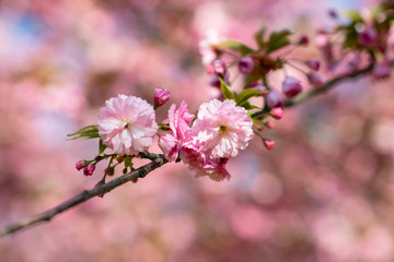 Sakura, cherry blossom, cherry tree with flowers. Oriental cherry blooming. Branch of sakura with white and rose flowers, beauty in nature, beautiful spring nature background