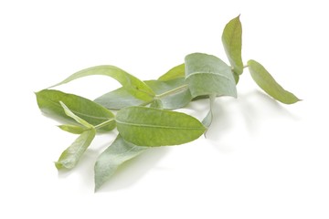 Eucalyptus twig (Eucalyptus globules)