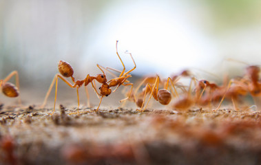 Red imported fire ant,Action of fire ant