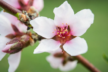 Beautiful cherry flowers. Sakura