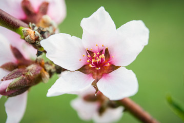 Beautiful cherry flowers. Sakura