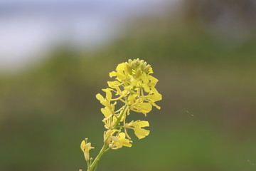 yellow flower in nature