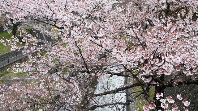 Kyoto neighborhood in spring with cherry blossom flower trees and Lake Biwa river canal in April in Japan during rain in slow motion