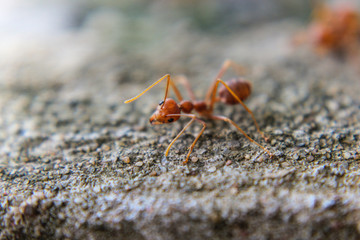 Red imported fire ant,Action of fire ant