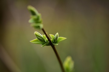 Knospen Zeige Frühling Blätter Wachstum Entfaltung Durchbruch Grün Makro Natur Outdoor Bokeh