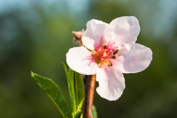 Obraz premium Beautiful cherry flowers. Sakura