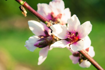 Obraz premium Beautiful cherry flowers. Sakura