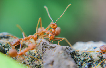 Red Ant or Ant on the stone, macro