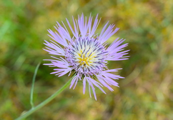 Cirsium Vulgare background 