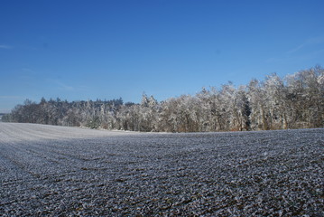 Feld mit Frost überzogen, Wald im Hintergrund