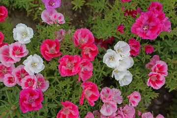 Fototapeta premium Azalea Flower ; godetia