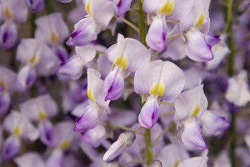 Purple flower of Wisteria sinensis.Many purple small flower of Wisteria sinensis. Romantic nature background.