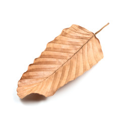 Dry Leaf Isolated