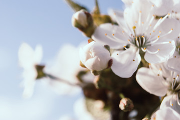 Obraz premium Beautiful cherry flowers. Sakura