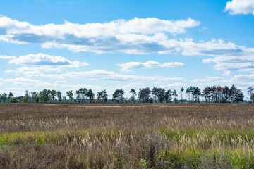 Obraz premium Simple rural landscape: overgrown field and blue sky.
