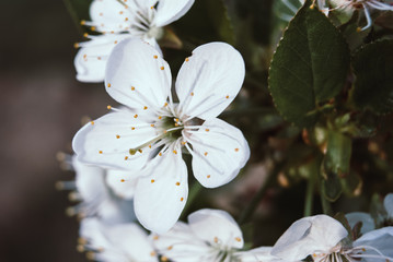 Beautiful cherry flowers. Sakura