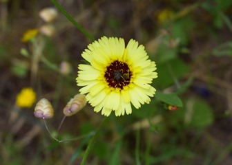 Gaillardia Pulchella