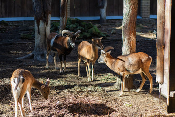 Several mountain goats together in the park.