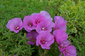 Azalea Flower ; godetia