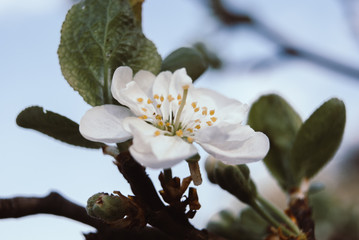 Beautiful cherry flowers. Sakura