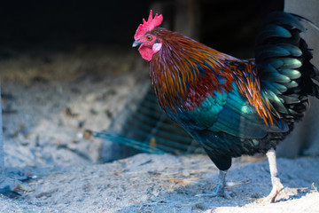 Beautiful multicolored rooster walks around the farm.