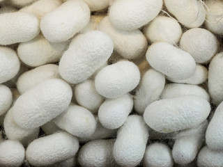 Fototapeta na wymiar Silkworm cocoon which is source of silk thread and silk production