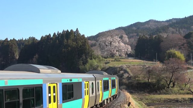 戸津辺の桜と水郡線（福島県・矢祭町）