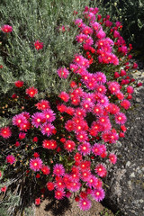 Delosperma cooperii rose au printemps en Corse