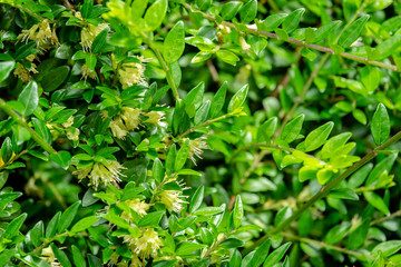 Obraz premium Macro of delicate cream bells blooming honeysuckle Lonicera pileata with small green leaves. Elegant natural background of fine texture for any design Nature concept for design. Selective focus