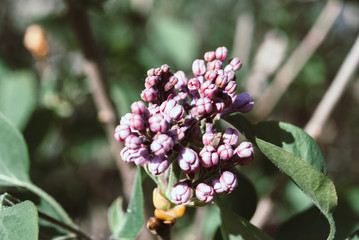 Lilac flowers blooming in may.