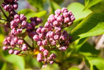 Lilac flowers blooming in may.