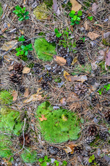 A bumps on the grass and moss