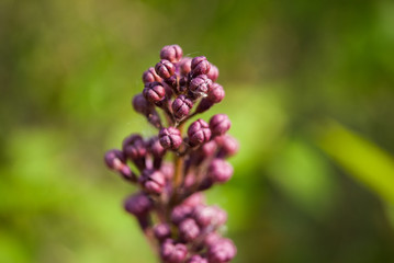 Branch of blossoming lilac