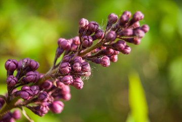 Branch of blossoming lilac