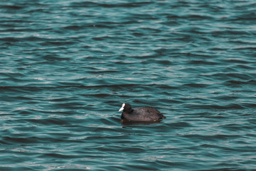 Naklejka premium ducks in the lake