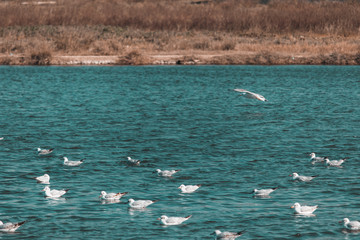 ducks in the lake