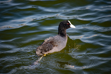 ducks in the lake