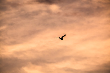 Fototapeta na wymiar silhouette of a flying bird on a background of a sunset, pink sky with clouds, flight of a bird, spread wings