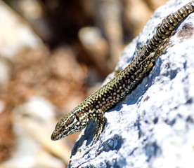lizard