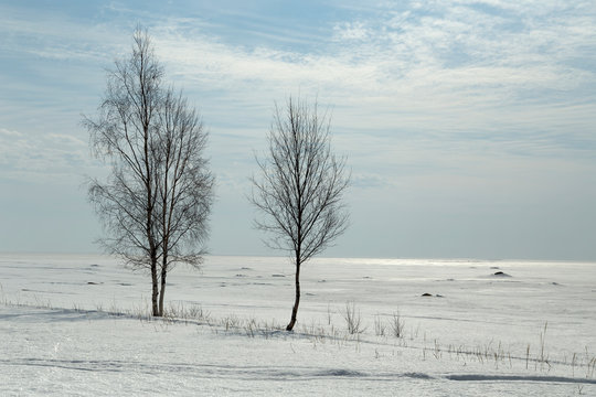 Naked birches