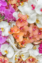 Multicolored orchids arranged on backgrounds
