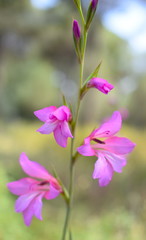 Gladiolus Communis Flowers