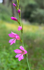 Gladiolus Communis Flowers