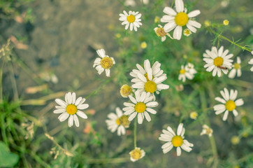 Blooming chamomile field, Chamomile flowers on a meadow in summer